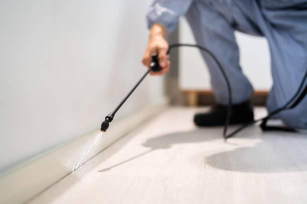 Certified termite inspector examining foundation in Eastwood